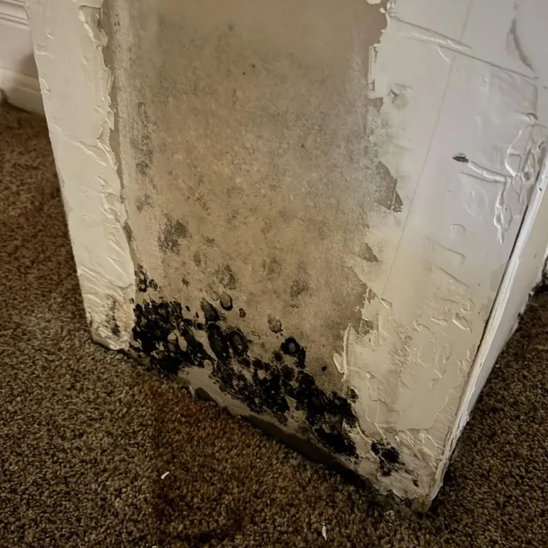 Professional Mold Removal in Dale City, VA